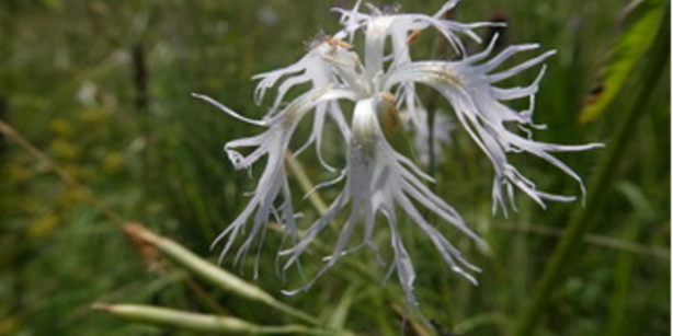 Photo of a flower