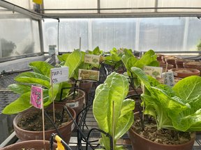 Little lettuce plants are lined up next to each other in their pots.