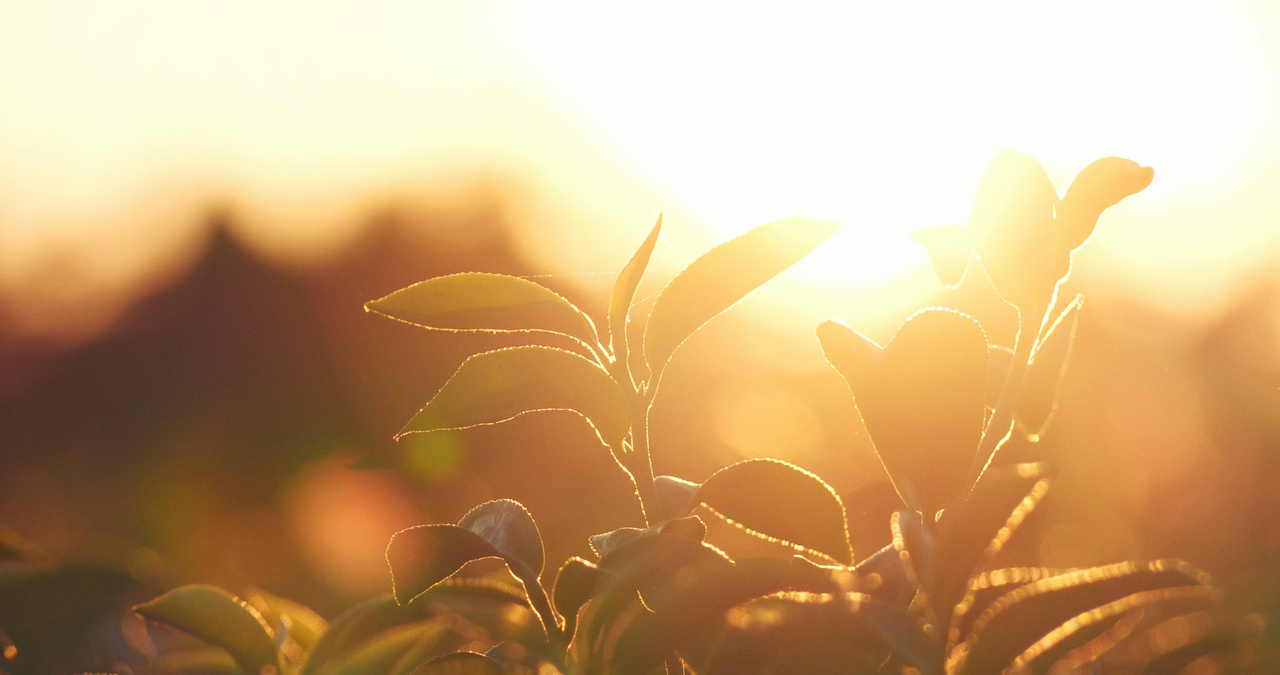 A dry plant with warm sunlight in the background