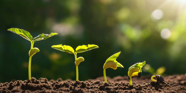 Seeds sprouting over time