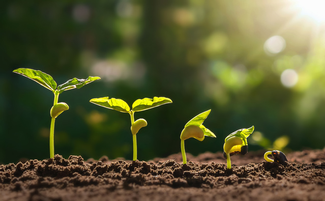 Seeds sprouting over time