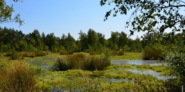 Header picture showing a Moore as part of a green Landscape.