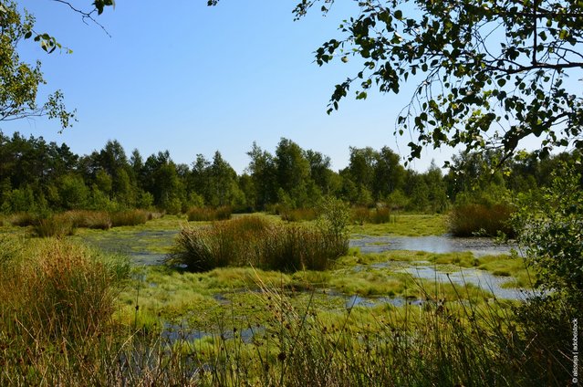 Header picture showing a Moore as part of a green Landscape.
