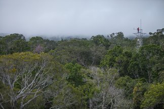 treetops of the Amazon forest from above, with the foggy sky in the background