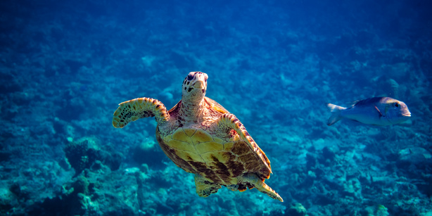 A sea turtle swimming at the bottom of the ocean
