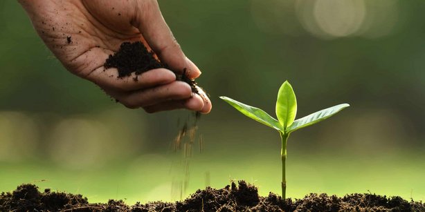 Hand sprinkling soil on a sprount on the ground