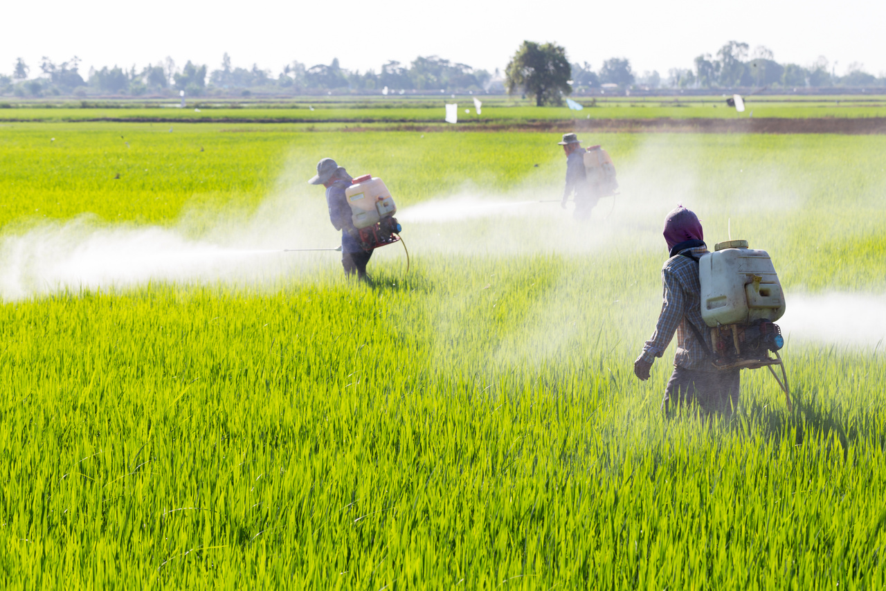 Workers walking across a field spraying pesticides
