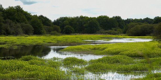 Wetland landscape with green vegetation and yellow flowers, surrounded by a dense forest under a cloudy sky.