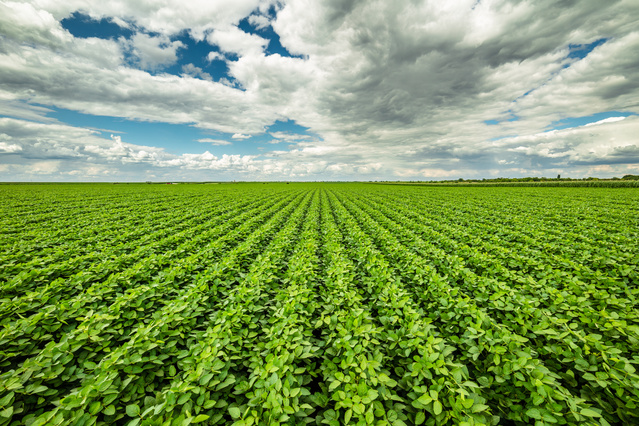 View of a big monoculture field with the sky full of clouds in the background