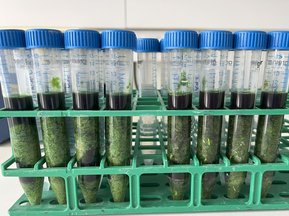 Probes taken from the lettuce a filled into plastic test tubes that are lined up on a plastic palette.