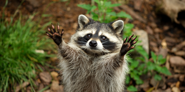 A Raccoon looking at the camera with it's hands spread apart, forest ground in the background