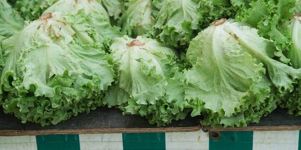 Head of lettuce on a market table.