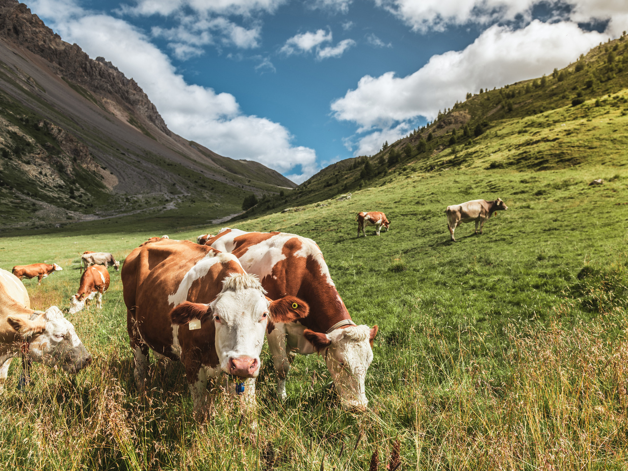 happy cows in a field in the mountains