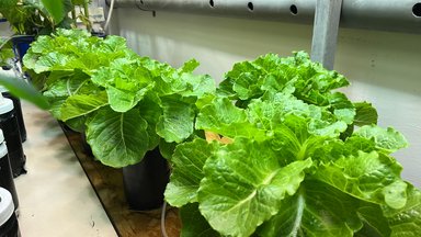 Lettuce plants that were used in the experiment.