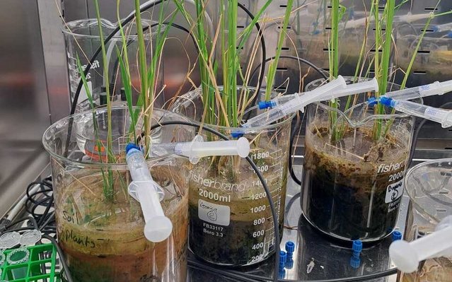 beakers containing plants 