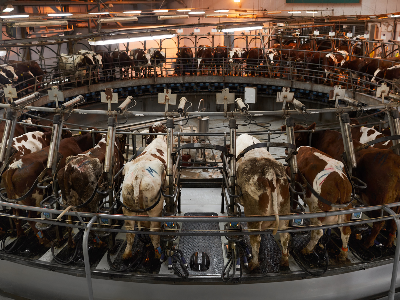 Cows on a milkfarm strapped into a machine
