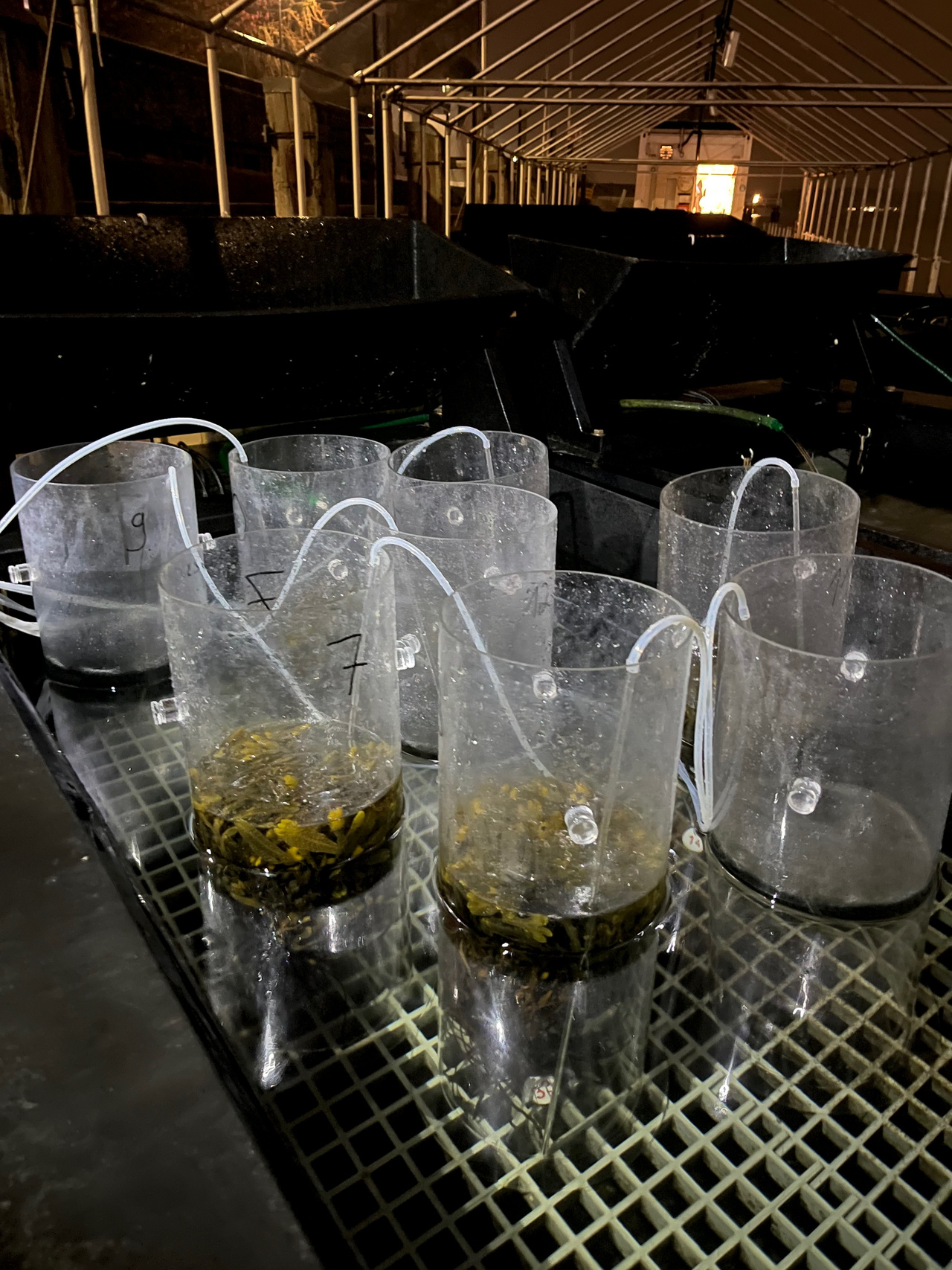 Mesocosms during an experiment