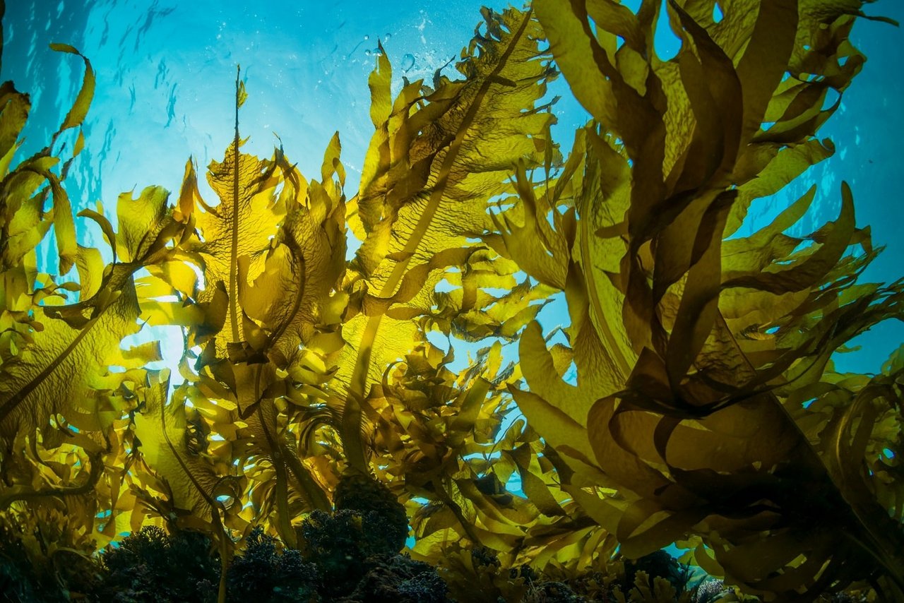Underwater scene featuring a dense forest of golden-yellow kelp illuminated by sunlight filtering through blue water.