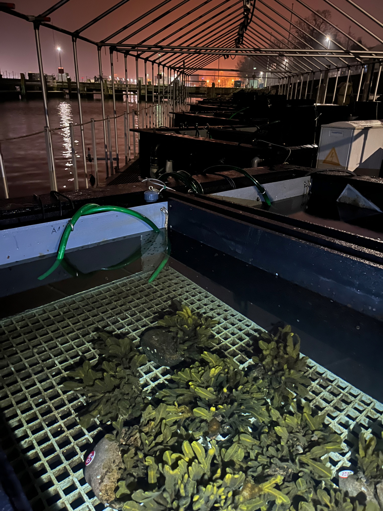 Experiment on Mesocosms